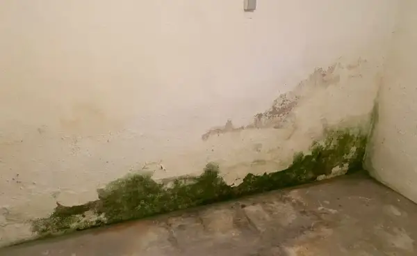 Feuchtigkeit im Keller hat grüne Flecken und abblätternde Farbe an der Wand hinterlassen.